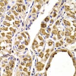 Immunohistochemistry - SEPT2 Antibody from Signalway Antibody (33053) - Antibodies.com