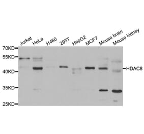 Western blot - HDAC8 Antibody from Signalway Antibody (33072) - Antibodies.com