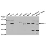 Western blot - HDAC8 Antibody from Signalway Antibody (33072) - Antibodies.com