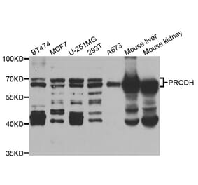 Western blot - PRODH Antibody from Signalway Antibody (33076) - Antibodies.com