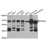 Western blot - PRODH Antibody from Signalway Antibody (33076) - Antibodies.com