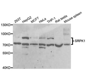 Western blot - SRPK1 Antibody from Signalway Antibody (33092) - Antibodies.com