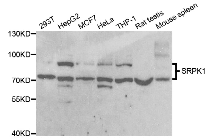 Western blot - SRPK1 Antibody from Signalway Antibody (33092) - Antibodies.com