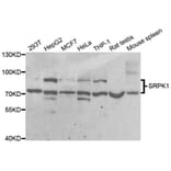 Western blot - SRPK1 Antibody from Signalway Antibody (33092) - Antibodies.com
