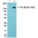 Western blot - Trk B Antibody from Signalway Antibody (33119) - Antibodies.com