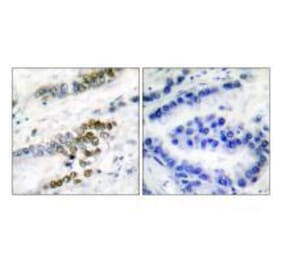 Immunohistochemistry - ERCC1 Antibody from Signalway Antibody (33366) - Antibodies.com