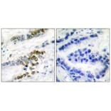 Immunohistochemistry - ERCC1 Antibody from Signalway Antibody (33366) - Antibodies.com