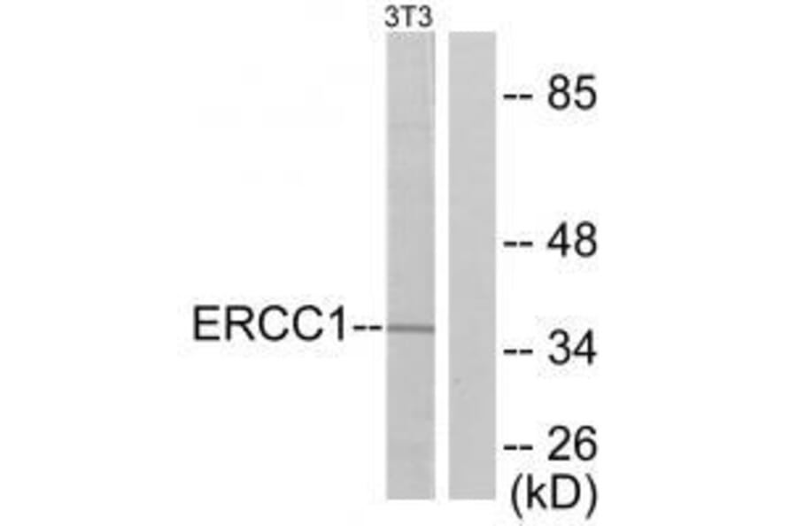 Western blot - ERCC1 Antibody from Signalway Antibody (33366) - Antibodies.com