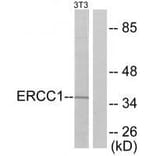 Western blot - ERCC1 Antibody from Signalway Antibody (33366) - Antibodies.com