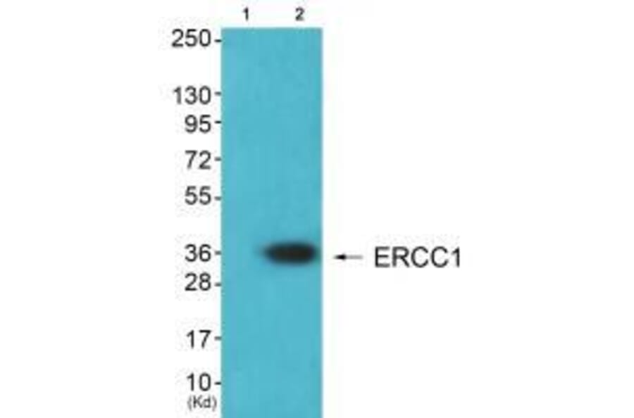 Western blot - ERCC1 Antibody from Signalway Antibody (33366) - Antibodies.com