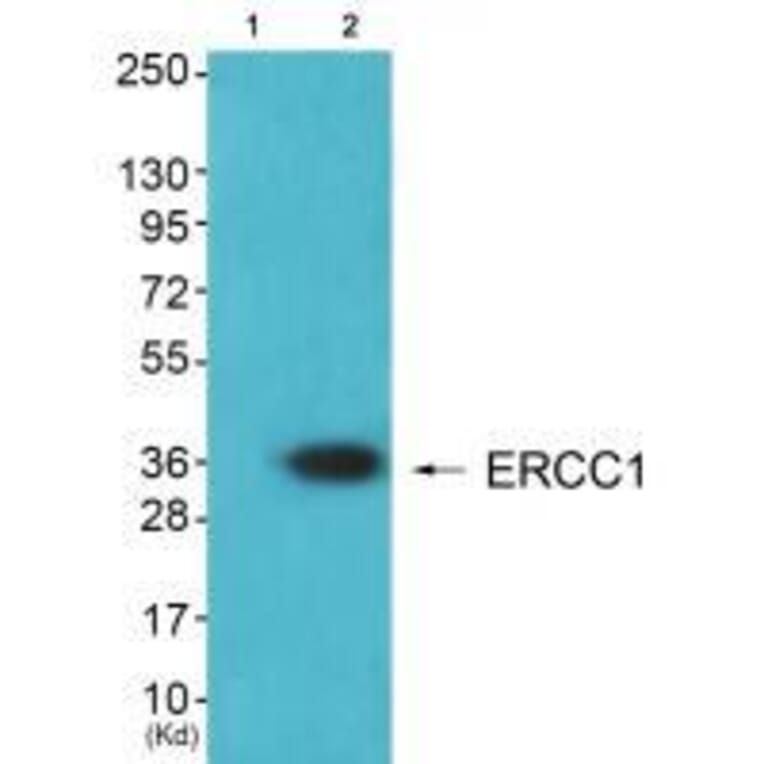 Western blot - ERCC1 Antibody from Signalway Antibody (33366) - Antibodies.com