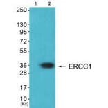 Western blot - ERCC1 Antibody from Signalway Antibody (33366) - Antibodies.com