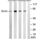 Western blot - Ezrin Antibody from Signalway Antibody (33368) - Antibodies.com