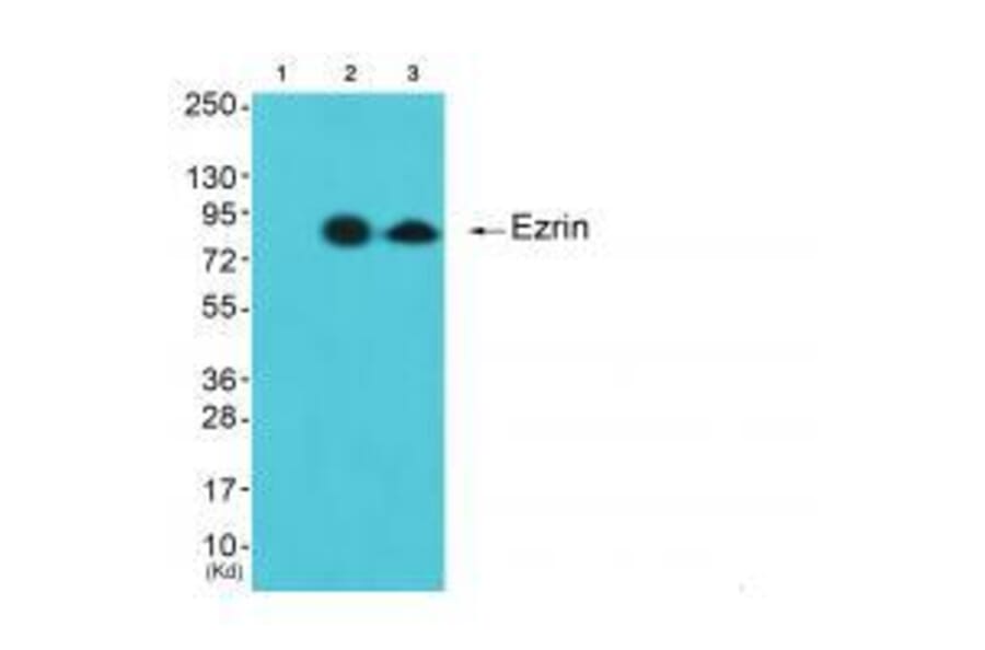 Western blot - Ezrin Antibody from Signalway Antibody (33368) - Antibodies.com