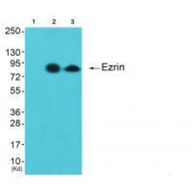 Western blot - Ezrin Antibody from Signalway Antibody (33368) - Antibodies.com