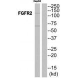 Western blot - FGFR2 Antibody from Signalway Antibody (33372) - Antibodies.com