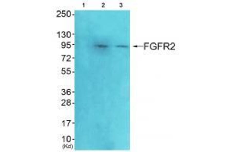 Western blot - FGFR2 Antibody from Signalway Antibody (33372) - Antibodies.com