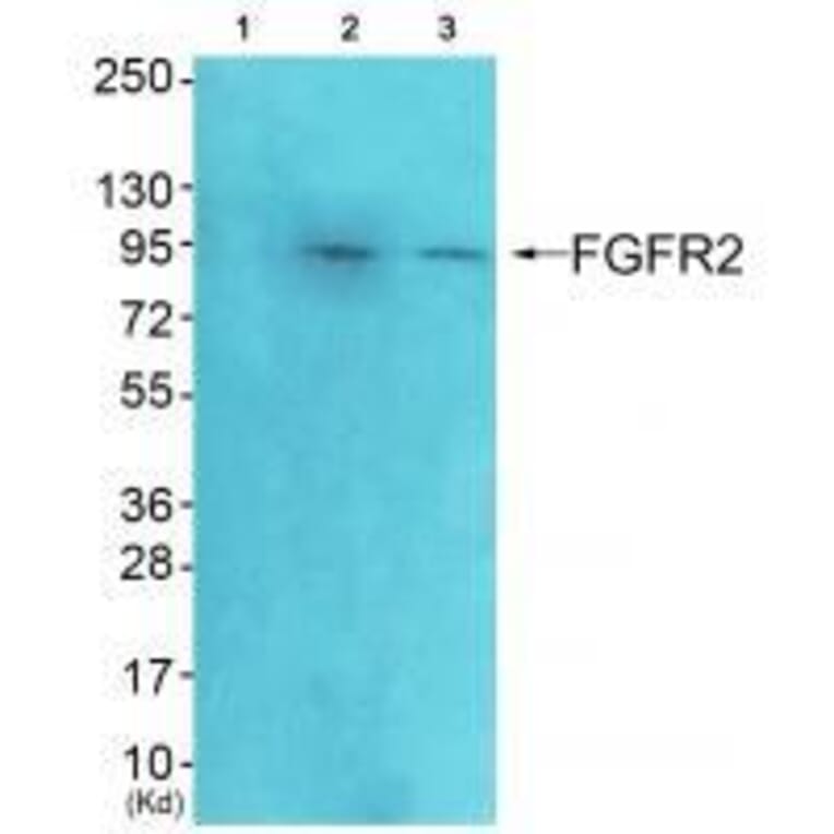 Western blot - FGFR2 Antibody from Signalway Antibody (33372) - Antibodies.com