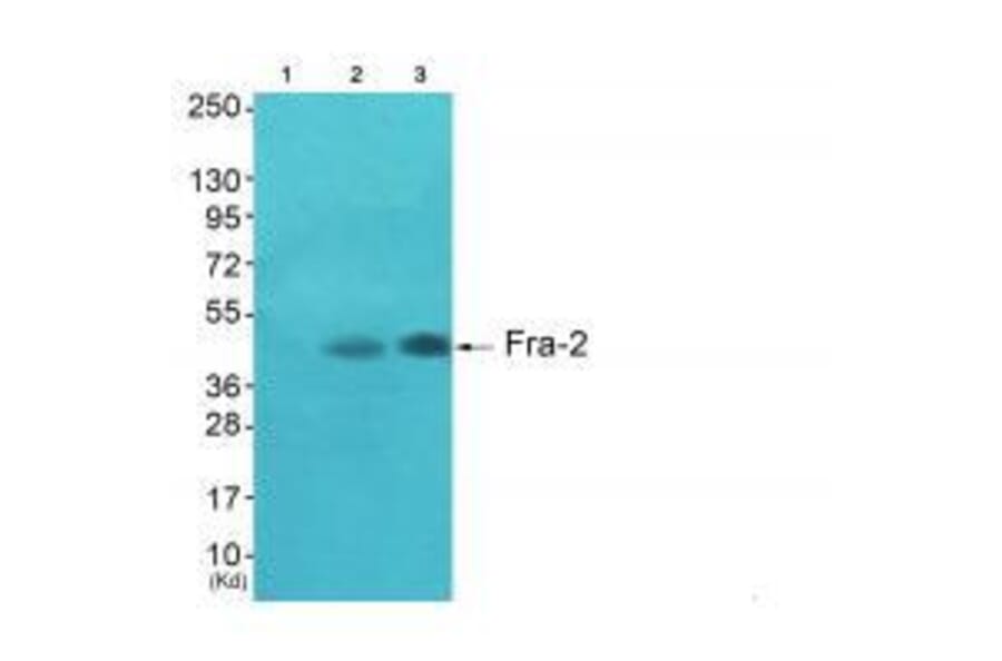 Western blot - Fra-2 Antibody from Signalway Antibody (33377) - Antibodies.com