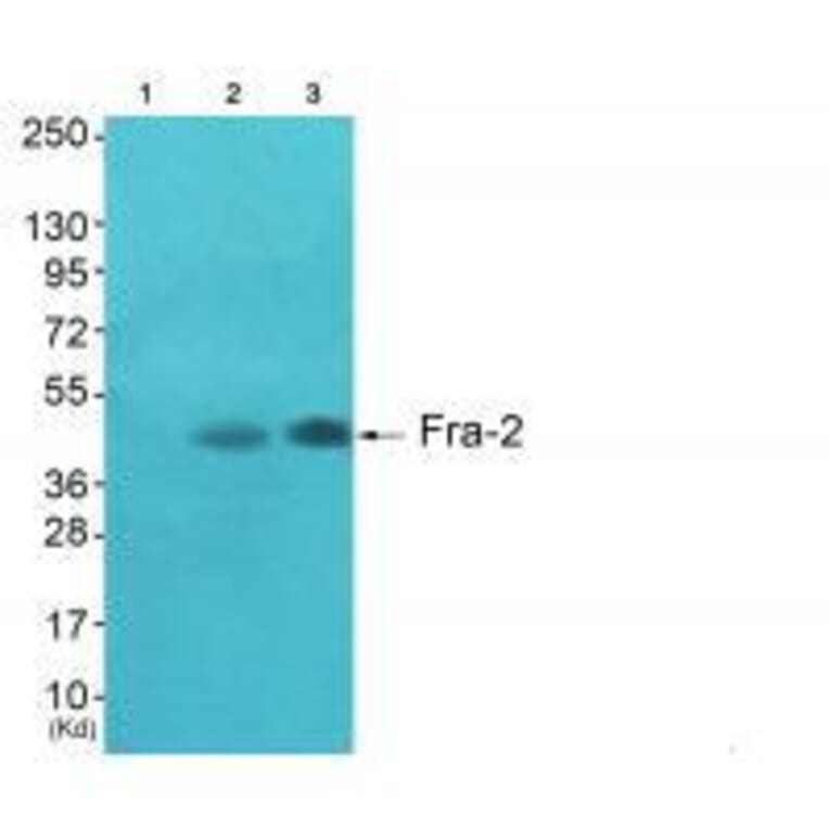 Western blot - Fra-2 Antibody from Signalway Antibody (33377) - Antibodies.com