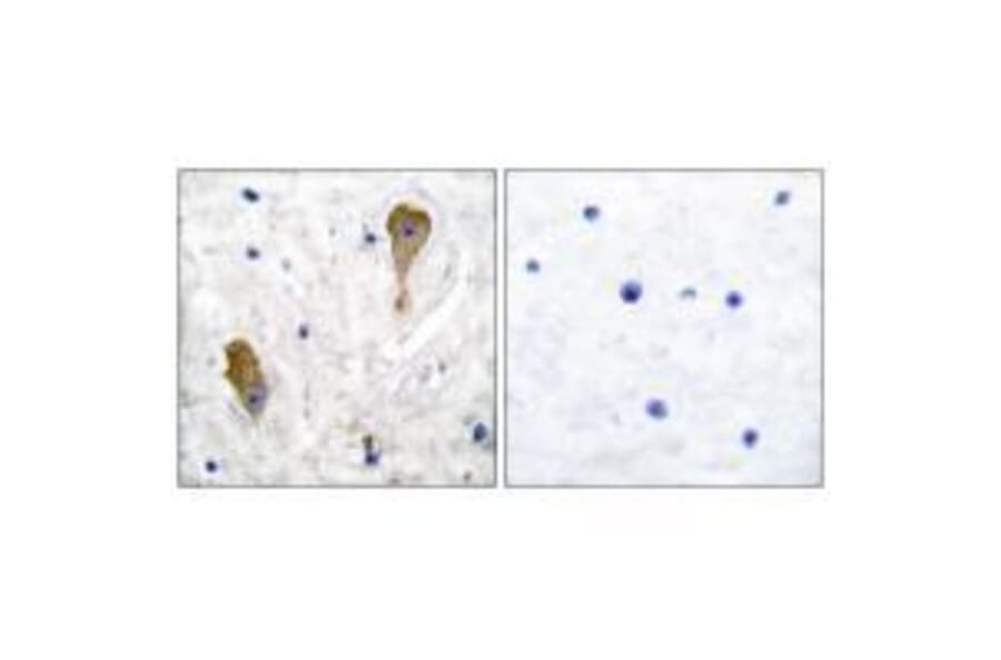 Immunohistochemistry - GAD67 Antibody from Signalway Antibody (33379) - Antibodies.com