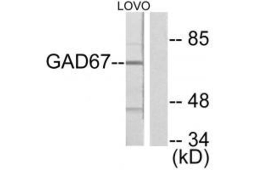 Western blot - GAD67 Antibody from Signalway Antibody (33379) - Antibodies.com