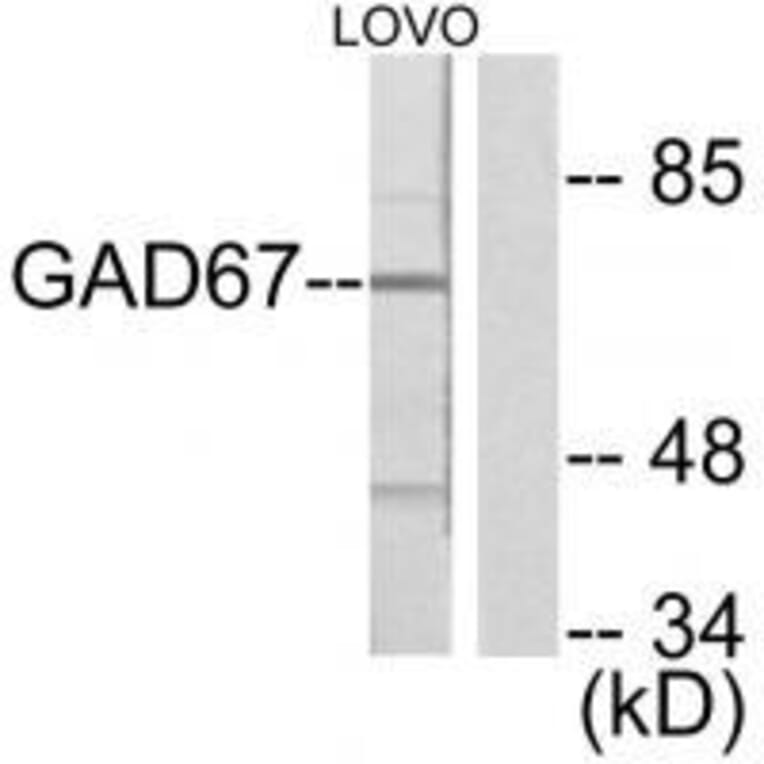 Western blot - GAD67 Antibody from Signalway Antibody (33379) - Antibodies.com