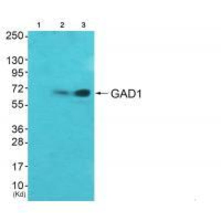 Western blot - GAD67 Antibody from Signalway Antibody (33379) - Antibodies.com