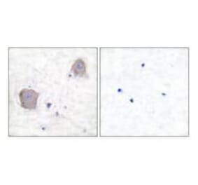 Immunohistochemistry - GluR4 Antibody from Signalway Antibody (33387) - Antibodies.com