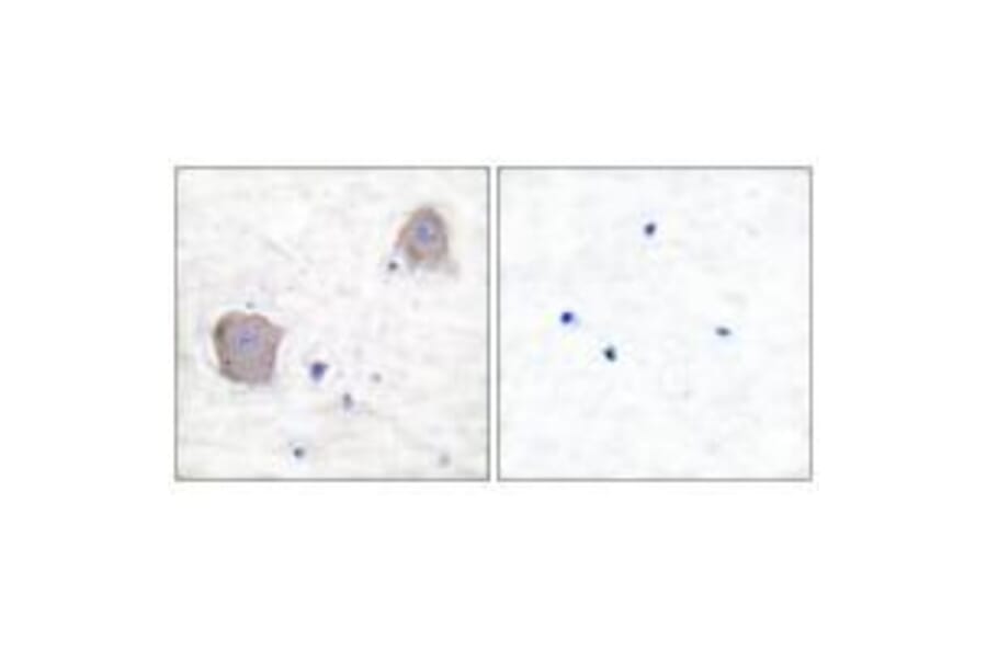 Immunohistochemistry - GluR4 Antibody from Signalway Antibody (33387) - Antibodies.com