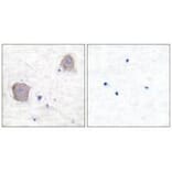 Immunohistochemistry - GluR4 Antibody from Signalway Antibody (33387) - Antibodies.com