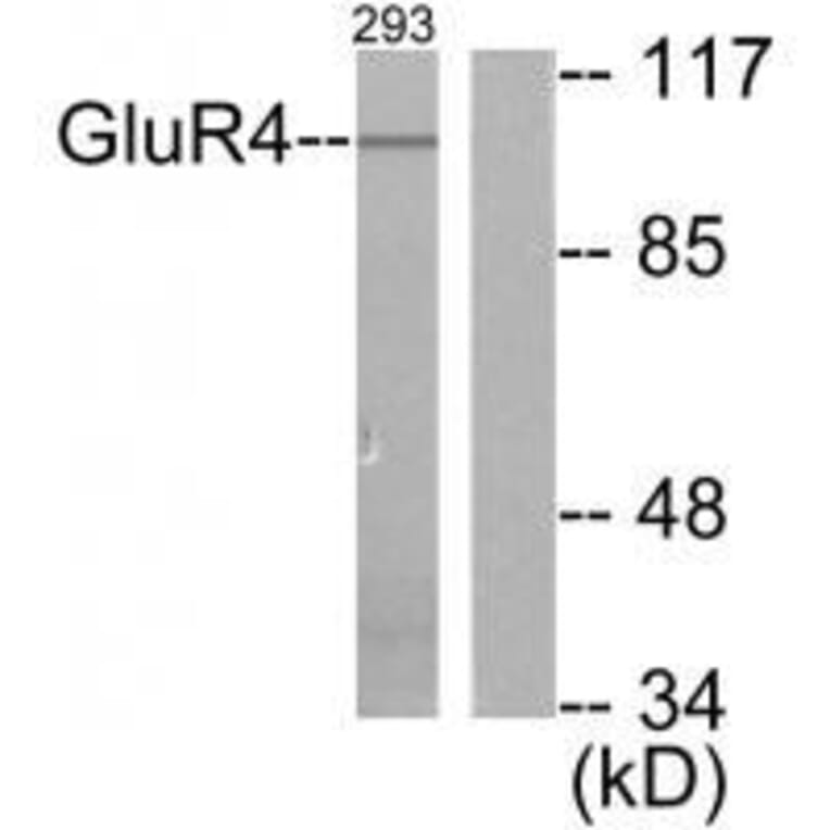 Western blot - GluR4 Antibody from Signalway Antibody (33387) - Antibodies.com