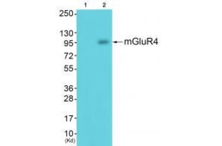 Western blot - GluR4 Antibody from Signalway Antibody (33387) - Antibodies.com