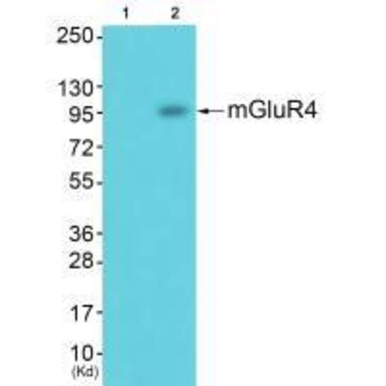 Western blot - GluR4 Antibody from Signalway Antibody (33387) - Antibodies.com