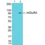 Western blot - GluR4 Antibody from Signalway Antibody (33387) - Antibodies.com