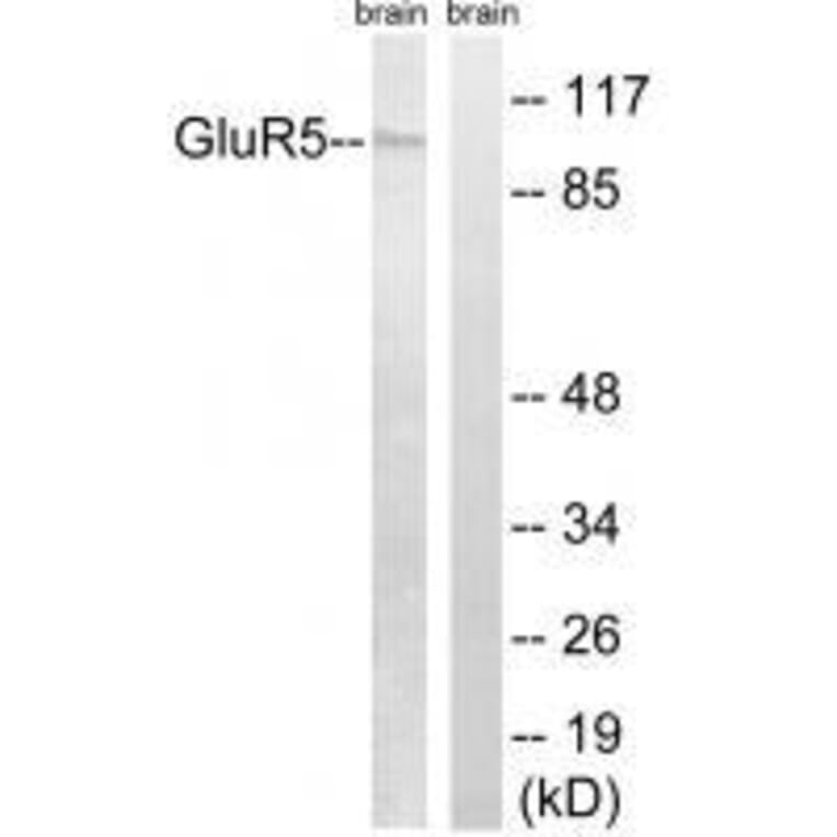 Western blot - GluR5 Antibody from Signalway Antibody (33388) - Antibodies.com