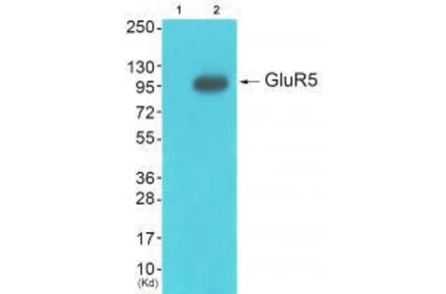 Western blot - GluR5 Antibody from Signalway Antibody (33388) - Antibodies.com