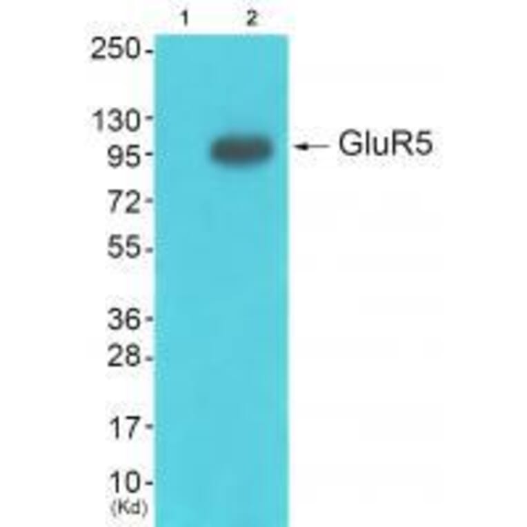 Western blot - GluR5 Antibody from Signalway Antibody (33388) - Antibodies.com