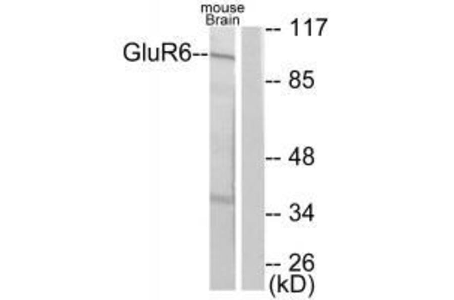 Western blot - GluR6 Antibody from Signalway Antibody (33389) - Antibodies.com