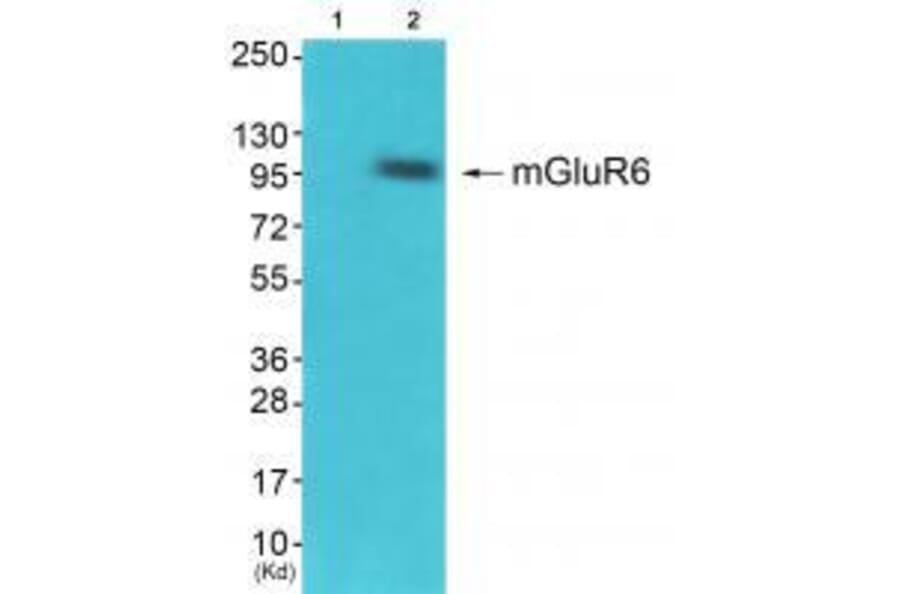Western blot - GluR6 Antibody from Signalway Antibody (33389) - Antibodies.com