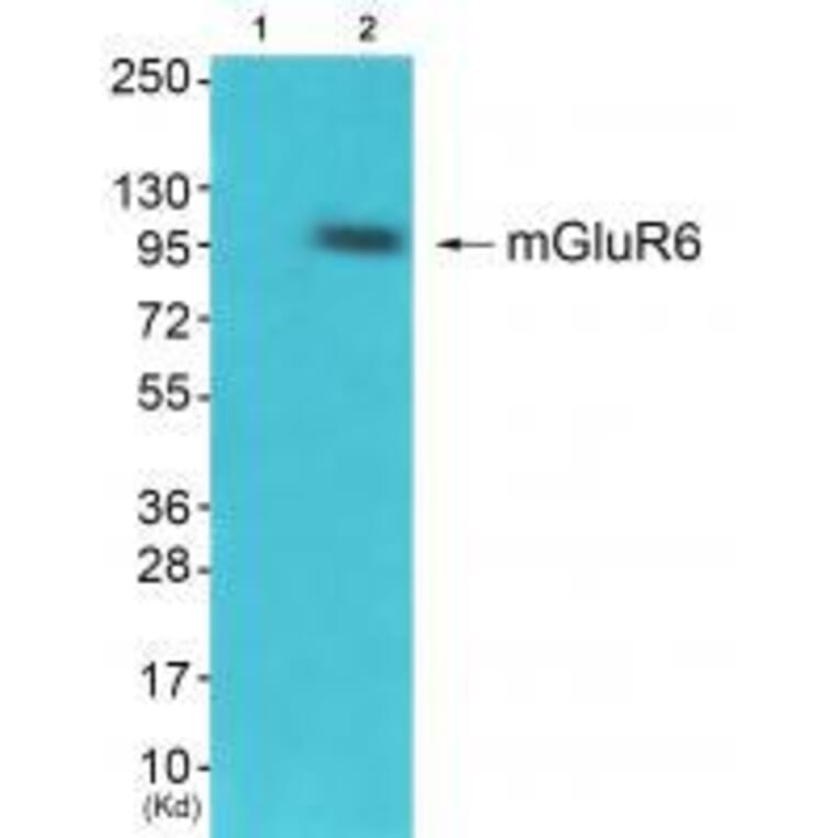 Western blot - GluR6 Antibody from Signalway Antibody (33389) - Antibodies.com