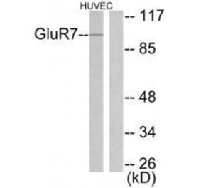 Western blot - GluR7 Antibody from Signalway Antibody (33390) - Antibodies.com