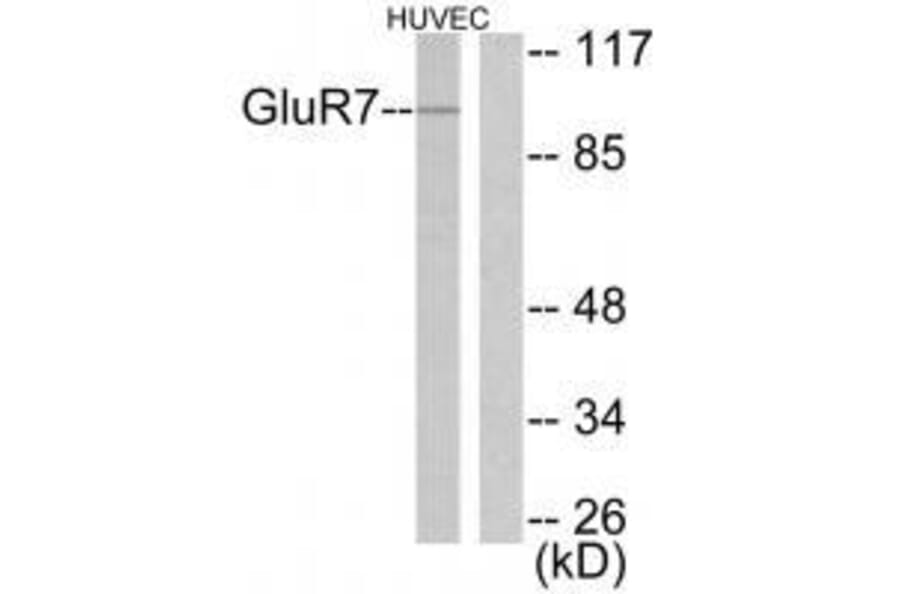 Western blot - GluR7 Antibody from Signalway Antibody (33390) - Antibodies.com