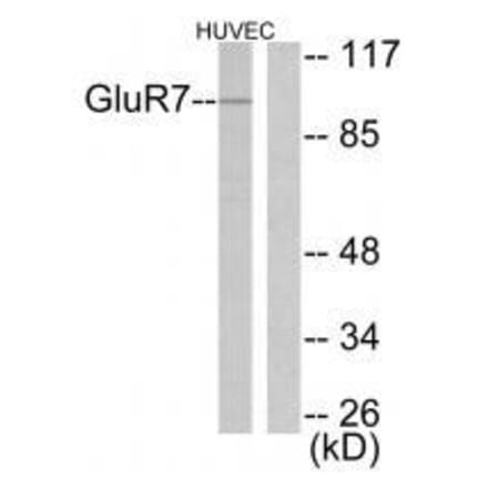 Western blot - GluR7 Antibody from Signalway Antibody (33390) - Antibodies.com