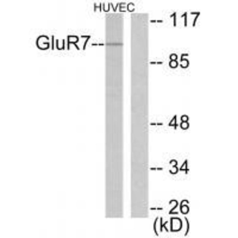 Western blot - GluR7 Antibody from Signalway Antibody (33390) - Antibodies.com