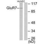 Western blot - GluR7 Antibody from Signalway Antibody (33390) - Antibodies.com