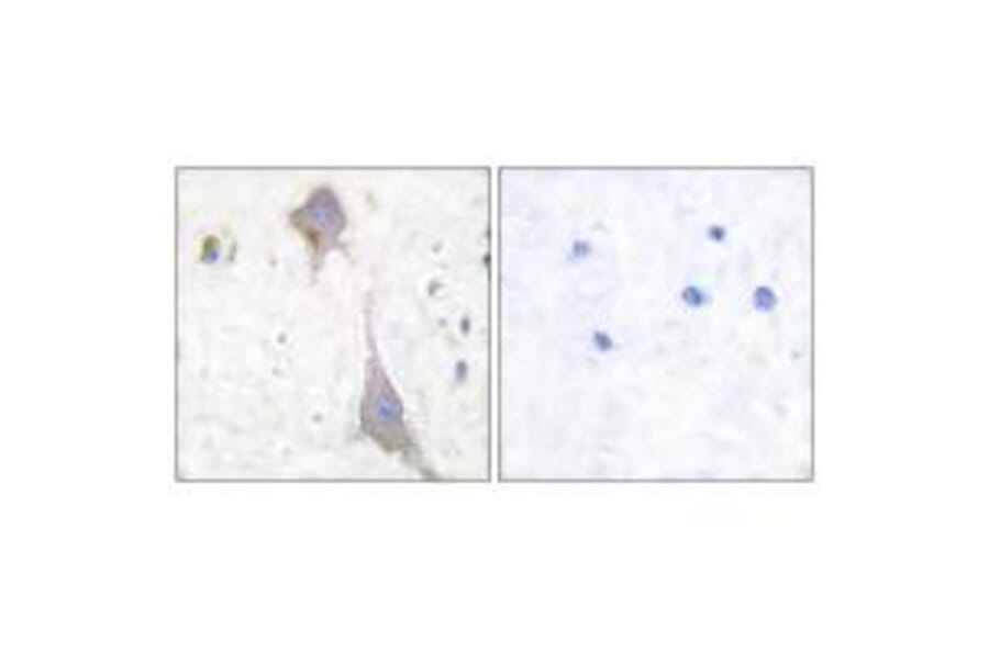 Immunohistochemistry - GluR7 Antibody from Signalway Antibody (33390) - Antibodies.com