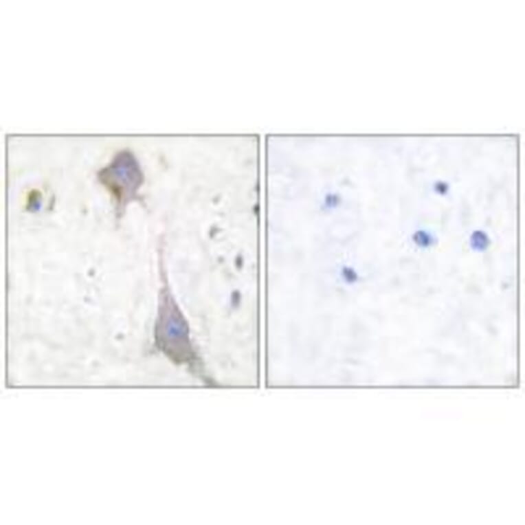 Immunohistochemistry - GluR7 Antibody from Signalway Antibody (33390) - Antibodies.com
