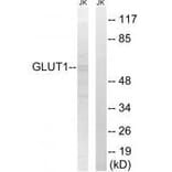 Western blot - GLUT1 Antibody from Signalway Antibody (33392) - Antibodies.com