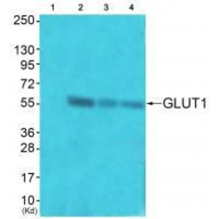 Western blot - GLUT1 Antibody from Signalway Antibody (33392) - Antibodies.com